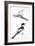 Birds: Passeriformes, Collared Flycatcher (Ficedula Albicollis) and Garden Warbler (Sylvia Borin)-null-Framed Giclee Print