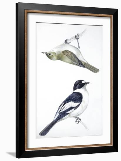 Birds: Passeriformes, Collared Flycatcher (Ficedula Albicollis) and Garden Warbler (Sylvia Borin)-null-Framed Giclee Print