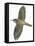 Birds: Passeriformes, Common Treecreeper (Certhia Familiaris)-null-Framed Premier Image Canvas