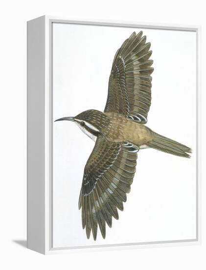 Birds: Passeriformes, Common Treecreeper (Certhia Familiaris)-null-Framed Premier Image Canvas