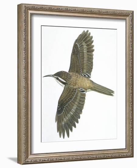 Birds: Passeriformes, Common Treecreeper (Certhia Familiaris)-null-Framed Giclee Print