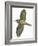 Birds: Passeriformes, Common Treecreeper (Certhia Familiaris)-null-Framed Giclee Print