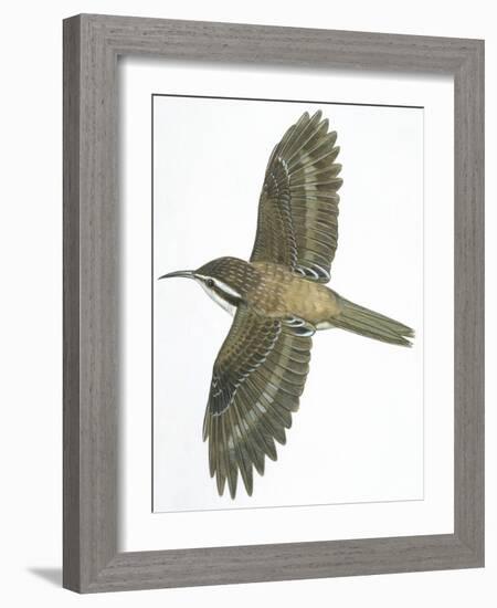 Birds: Passeriformes, Common Treecreeper (Certhia Familiaris)-null-Framed Giclee Print