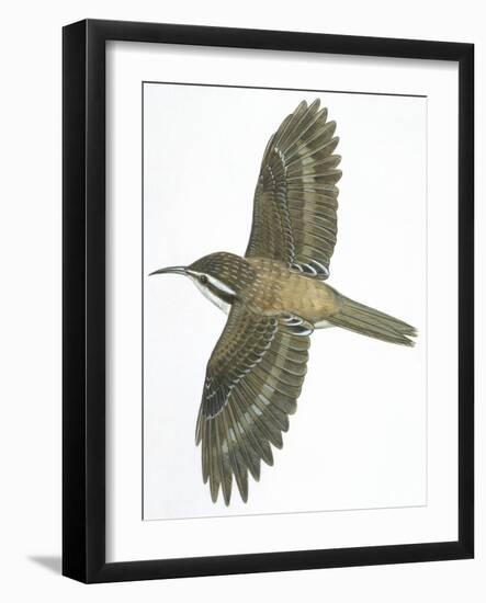 Birds: Passeriformes, Common Treecreeper (Certhia Familiaris)-null-Framed Giclee Print