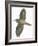 Birds: Passeriformes, Common Treecreeper (Certhia Familiaris)-null-Framed Giclee Print