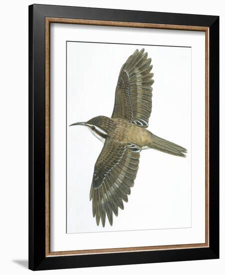 Birds: Passeriformes, Common Treecreeper (Certhia Familiaris)-null-Framed Giclee Print