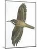 Birds: Passeriformes, Common Treecreeper (Certhia Familiaris)-null-Mounted Giclee Print