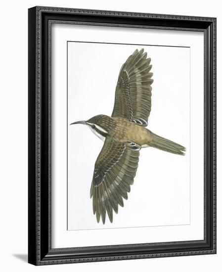 Birds: Passeriformes, Common Treecreeper (Certhia Familiaris)-null-Framed Giclee Print