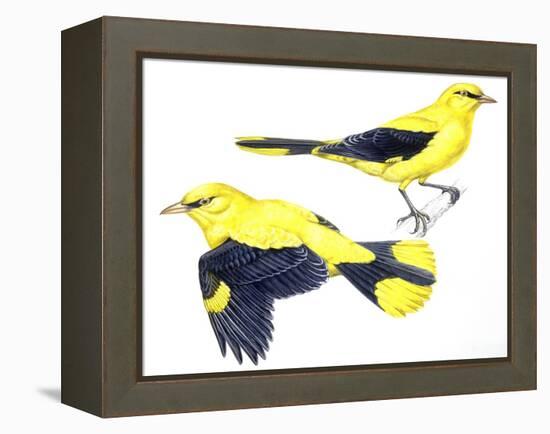 Birds: Passeriformes, Golden Oriole (Oriolus Oriolus)-null-Framed Premier Image Canvas