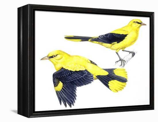 Birds: Passeriformes, Golden Oriole (Oriolus Oriolus)-null-Framed Premier Image Canvas