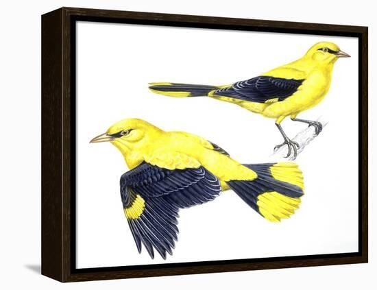 Birds: Passeriformes, Golden Oriole (Oriolus Oriolus)-null-Framed Premier Image Canvas