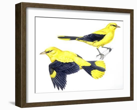 Birds: Passeriformes, Golden Oriole (Oriolus Oriolus)-null-Framed Giclee Print