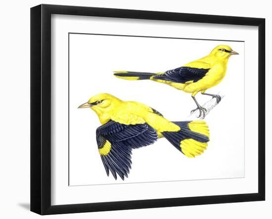 Birds: Passeriformes, Golden Oriole (Oriolus Oriolus)-null-Framed Giclee Print