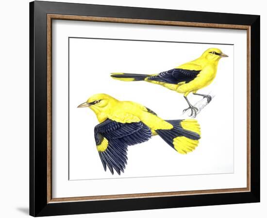 Birds: Passeriformes, Golden Oriole (Oriolus Oriolus)-null-Framed Giclee Print