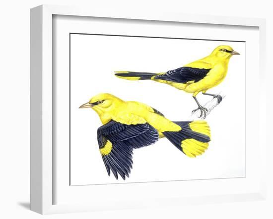 Birds: Passeriformes, Golden Oriole (Oriolus Oriolus)-null-Framed Giclee Print