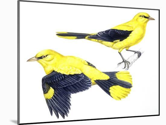 Birds: Passeriformes, Golden Oriole (Oriolus Oriolus)-null-Mounted Giclee Print