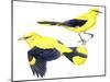 Birds: Passeriformes, Golden Oriole (Oriolus Oriolus)-null-Mounted Giclee Print