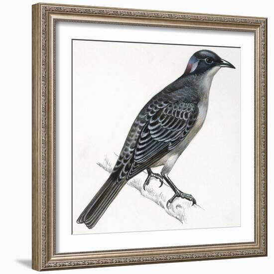 Birds: Passeriformes, Great Bowerbird, (Chlamydera Nuchalis)-null-Framed Giclee Print