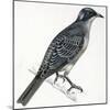 Birds: Passeriformes, Great Bowerbird, (Chlamydera Nuchalis)-null-Mounted Giclee Print