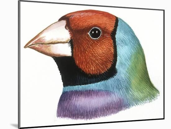 Birds: Passeriformes, Head Of, Gouldian Finch (Erythrura Gouldiae or Chloebia Gouldiae)-null-Mounted Giclee Print