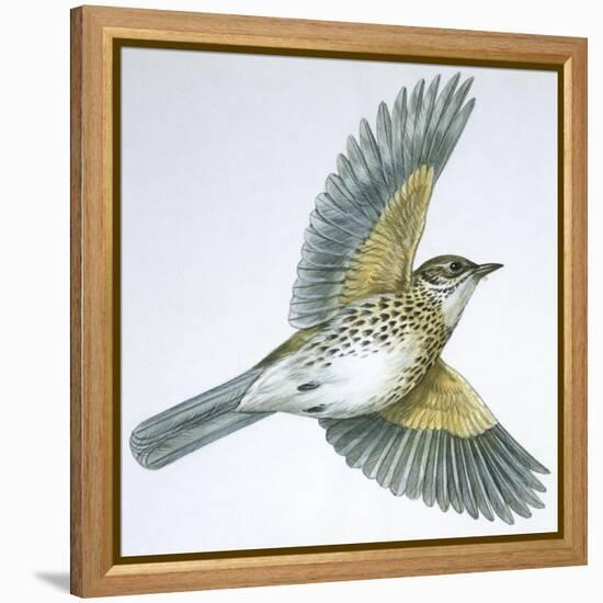 Birds: Passeriformes, Song Thrush (Turdus Philomelos)-null-Framed Premier Image Canvas