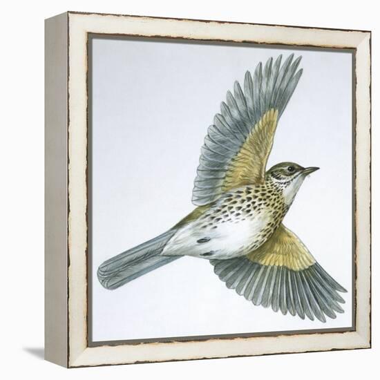 Birds: Passeriformes, Song Thrush (Turdus Philomelos)-null-Framed Premier Image Canvas