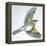 Birds: Passeriformes, Song Thrush (Turdus Philomelos)-null-Framed Premier Image Canvas