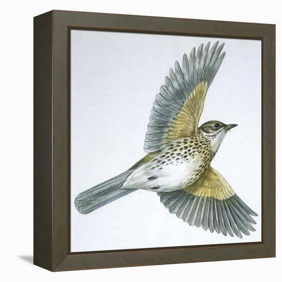 Birds: Passeriformes, Song Thrush (Turdus Philomelos)-null-Framed Premier Image Canvas