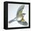 Birds: Passeriformes, Song Thrush (Turdus Philomelos)-null-Framed Premier Image Canvas