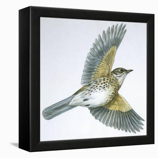 Birds: Passeriformes, Song Thrush (Turdus Philomelos)-null-Framed Premier Image Canvas
