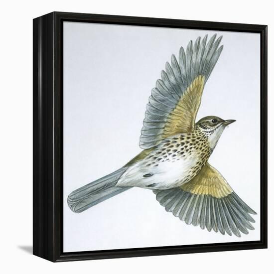 Birds: Passeriformes, Song Thrush (Turdus Philomelos)-null-Framed Premier Image Canvas