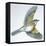 Birds: Passeriformes, Song Thrush (Turdus Philomelos)-null-Framed Premier Image Canvas