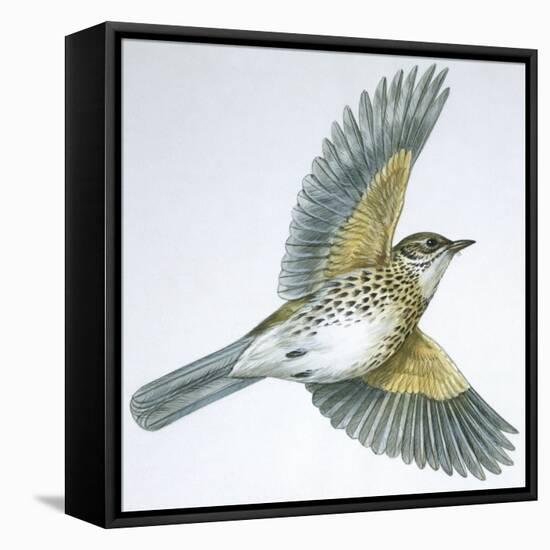 Birds: Passeriformes, Song Thrush (Turdus Philomelos)-null-Framed Premier Image Canvas