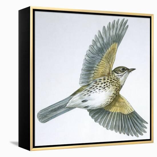 Birds: Passeriformes, Song Thrush (Turdus Philomelos)-null-Framed Premier Image Canvas