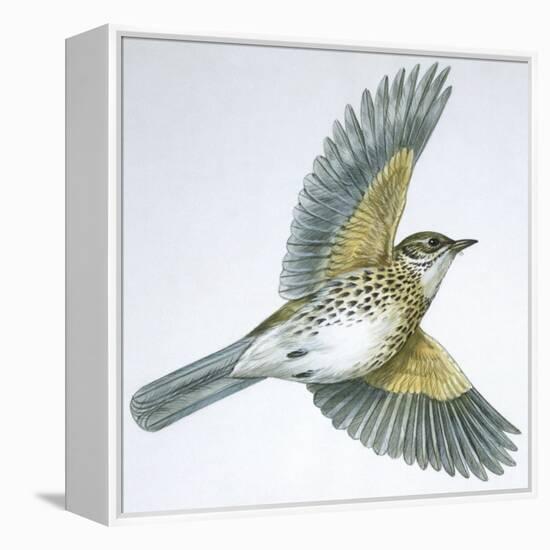 Birds: Passeriformes, Song Thrush (Turdus Philomelos)-null-Framed Premier Image Canvas