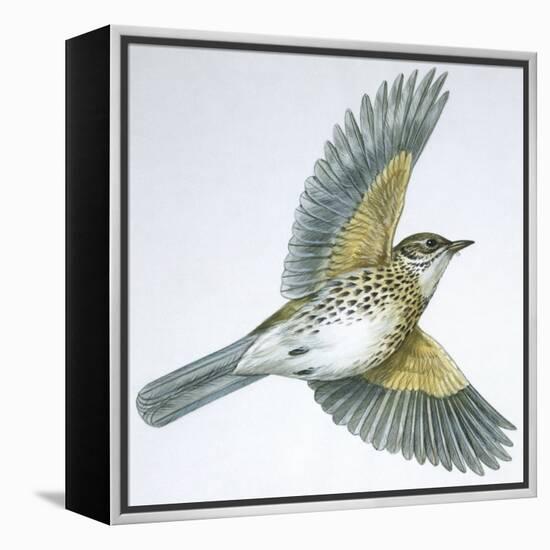 Birds: Passeriformes, Song Thrush (Turdus Philomelos)-null-Framed Premier Image Canvas