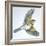 Birds: Passeriformes, Song Thrush (Turdus Philomelos)-null-Framed Giclee Print