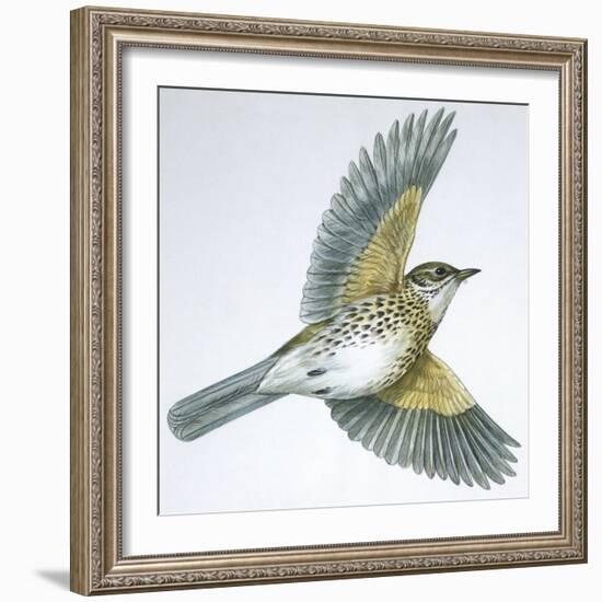 Birds: Passeriformes, Song Thrush (Turdus Philomelos)-null-Framed Giclee Print