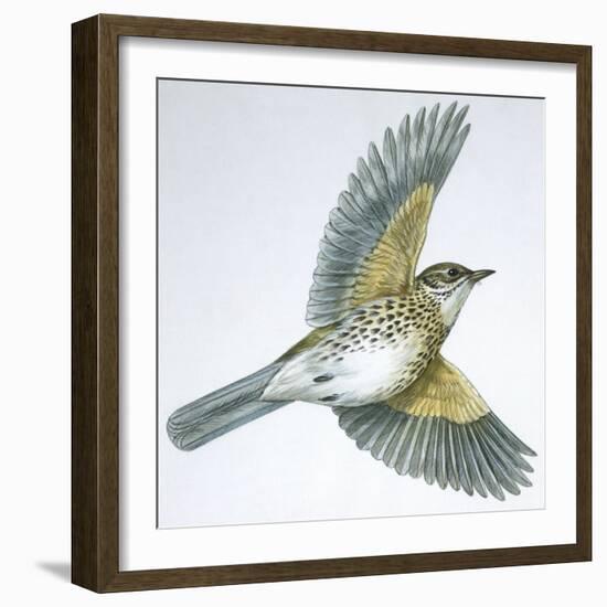 Birds: Passeriformes, Song Thrush (Turdus Philomelos)-null-Framed Giclee Print