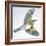 Birds: Passeriformes, Song Thrush (Turdus Philomelos)-null-Framed Giclee Print