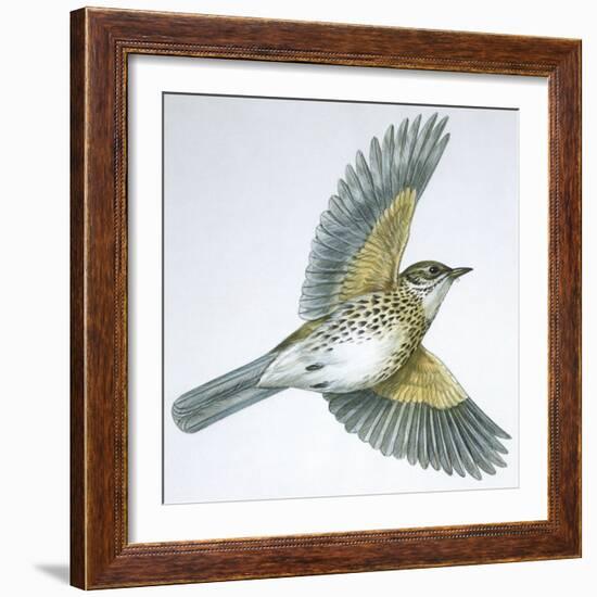 Birds: Passeriformes, Song Thrush (Turdus Philomelos)-null-Framed Giclee Print