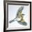 Birds: Passeriformes, Song Thrush (Turdus Philomelos)-null-Framed Giclee Print