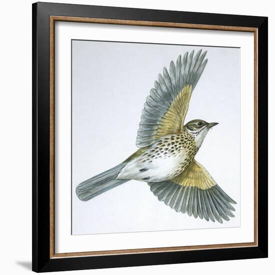 Birds: Passeriformes, Song Thrush (Turdus Philomelos)-null-Framed Giclee Print