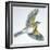 Birds: Passeriformes, Song Thrush (Turdus Philomelos)-null-Framed Giclee Print