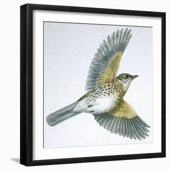 Birds: Passeriformes, Song Thrush (Turdus Philomelos)-null-Framed Giclee Print