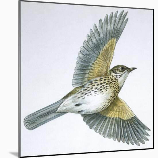 Birds: Passeriformes, Song Thrush (Turdus Philomelos)-null-Mounted Giclee Print
