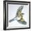 Birds: Passeriformes, Song Thrush (Turdus Philomelos)-null-Framed Giclee Print