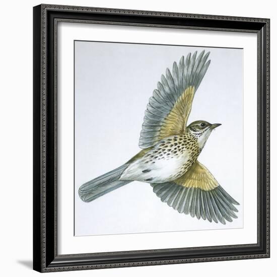 Birds: Passeriformes, Song Thrush (Turdus Philomelos)-null-Framed Giclee Print