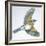 Birds: Passeriformes, Song Thrush (Turdus Philomelos)-null-Framed Giclee Print