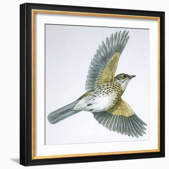 Birds: Passeriformes, Song Thrush (Turdus Philomelos)-null-Framed Giclee Print